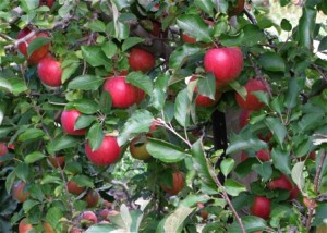 field.red apples on tree
